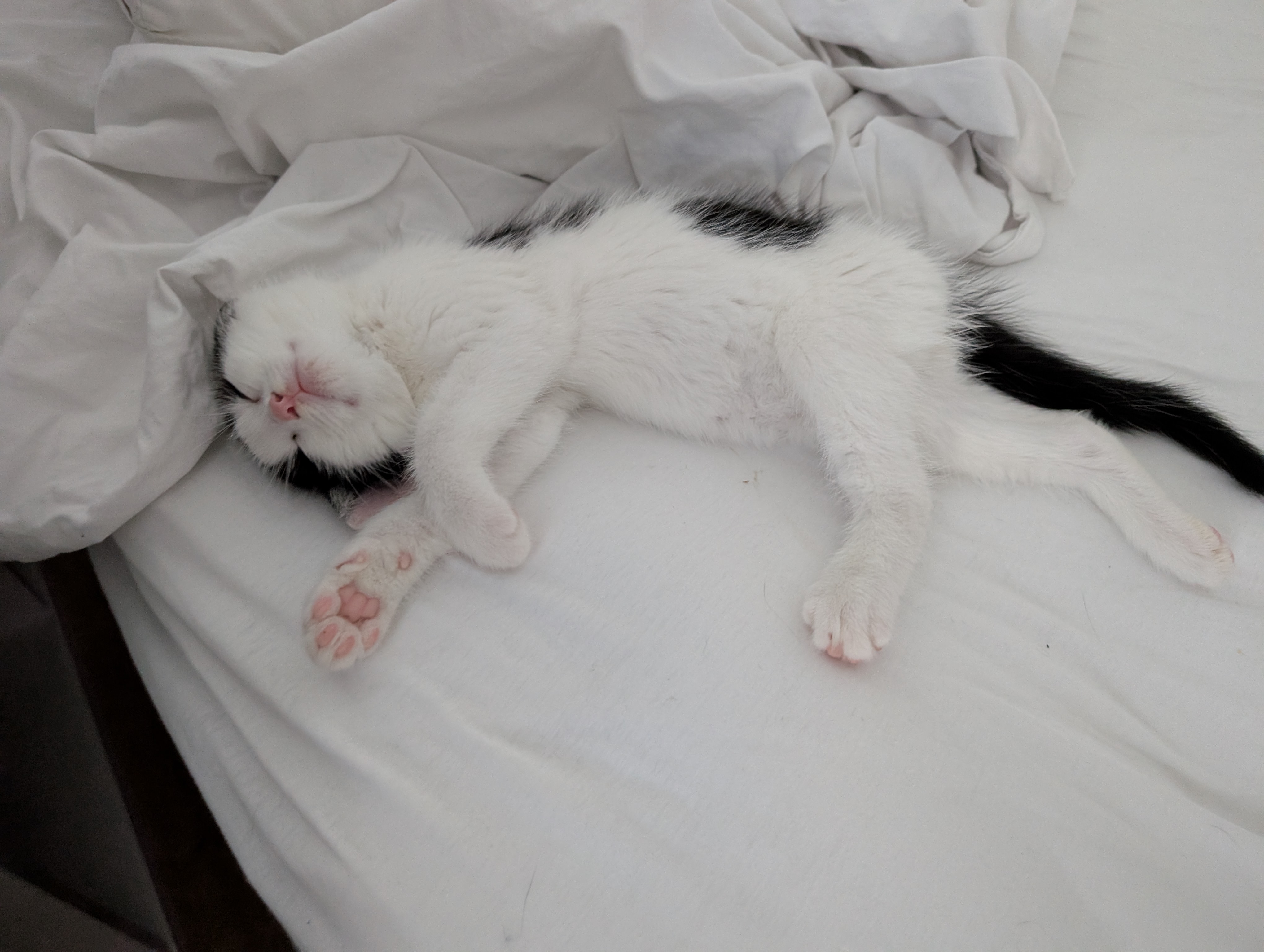 Levi the cat